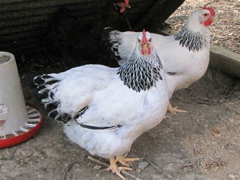 Columbian Rock - Chickens for Sale & Info | Cackle Hatchery®