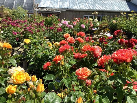 NEW DUNGENESS NURSERY (2026) All You Need to Know BEFORE You Go (with ...