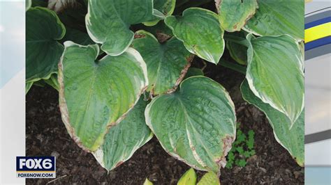 Ways to manage your garden and yard mid-summer | FOX6 Milwaukee
