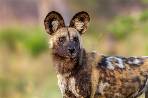 African Wild Dog Food Web