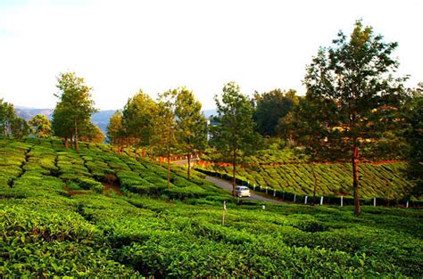 Munnar sightseeing covering tea gardens, Dams , photo shooting points ...