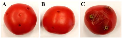 Plants | Special Issue : Biological Control of Plant Diseases Caused by ...