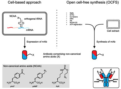 Antibody Conjugates: From Heterogeneous Populations to Defined Reagents