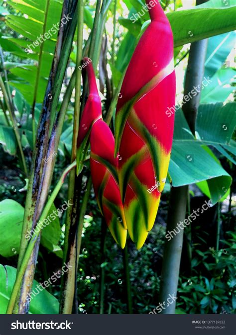 Heliconia Lobster Claw Plant Stock Photo (Edit Now) 1377187832