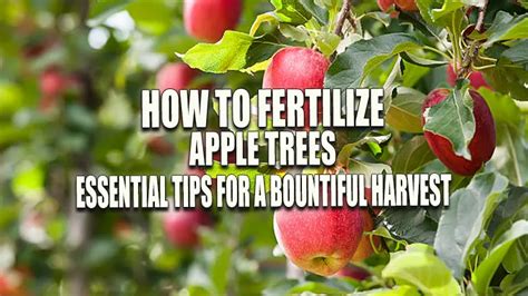 Image result for Fertilizing Apple Trees Guide