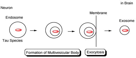 Delivery of Intravenously Administered Antibodies Targeting Alzheimer’s ...