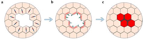 The Enigmas of Tissue Closure: Inspiration from Drosophila