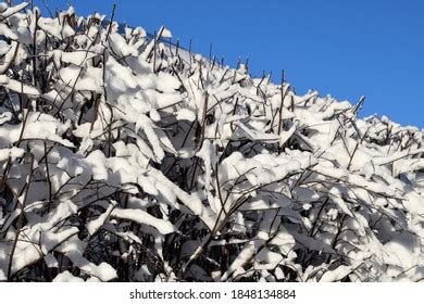 Image result for Right Triangle Pattern in JavaScript