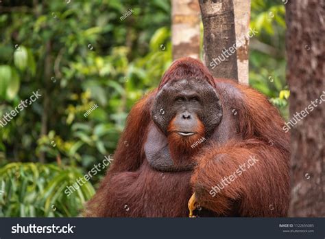 Strong Big Male Orangutan Orangutan His Stock Photo 1122655085 ...