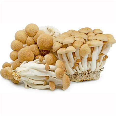 A Grade Shimeji Brown Mushroom 125 Gm Online at Lowest Price
