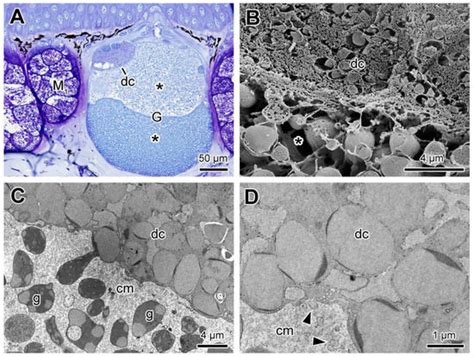 Morphology of the Cutaneous Poison and Mucous Glands in Amphibians with ...