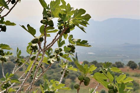 Fig Season in Crete 2026 - Rove.me