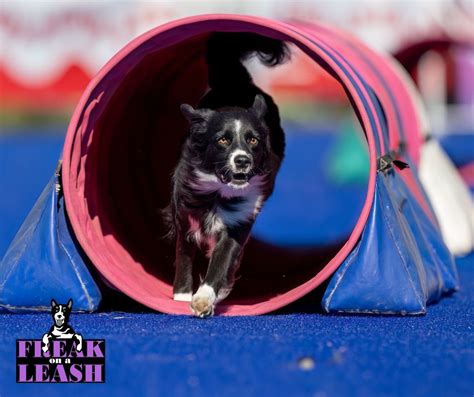 Fun Run Agility, 2536 Centerville Turnpike S , Chesapeake, VA, United ...
