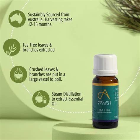 Tea Tree Essential Oil | Tea Tree Oil Uses - Absolute Aromas
