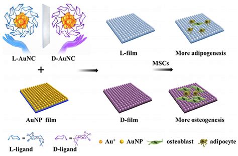Recent Advances in Chiral Gold Nanomaterials: From Synthesis to ...