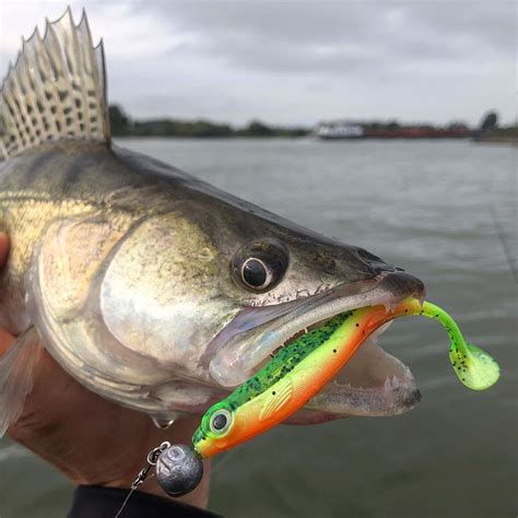Walleye Fishing Tips: How to Fish for Walleye and Catch Them
