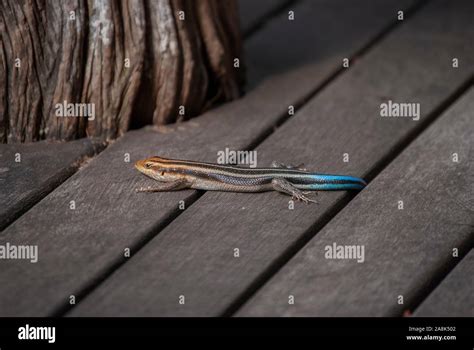 A Blue-tailed Skink (Cryptoblepharus egeriae Stock Photo - Alamy