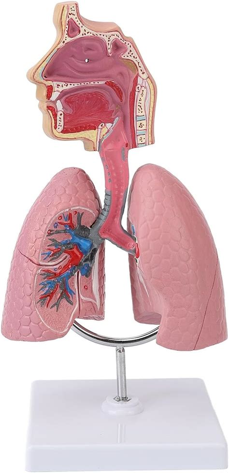 Buy Anatomical Lung Model, Anatomical Visualization of the Human Lung ...