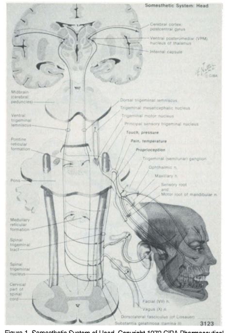 Image result for Contralateral Ear