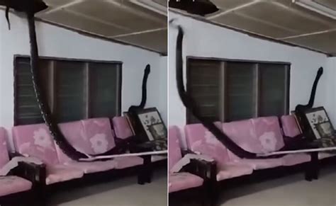 छत का सीना फाड़कर घर में घुसा 80 किलो का अजगर, नजर पड़ते ही कांप उठे ...