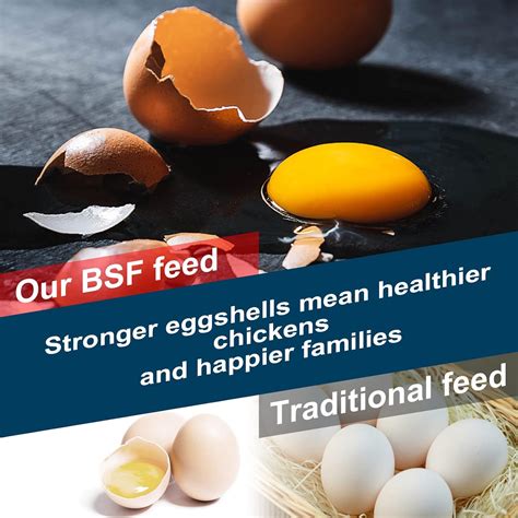 Buy 2LBS Black Soldier Fly Larvae for Chickens, 100% Natural Premium ...