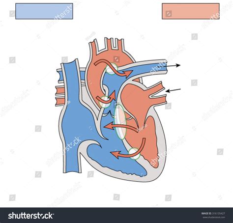 Image result for Heart Abnormal Development