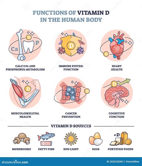 Functions Of Vitamin D In Human Body And Sources In Food Outline Diagram Vector Illustration ...
