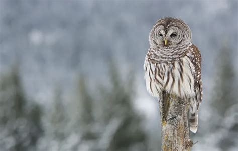 Wallpaper winter, background, owl, bird, blurred background, column ...