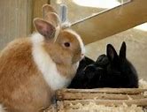 Image result for Baby Bunny Bellies