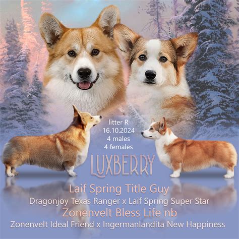 Щенки | Luxberry