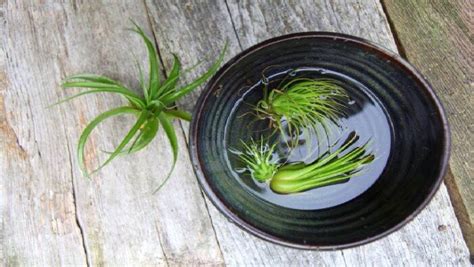 How to Properly Water Air Plants 的图像结果
