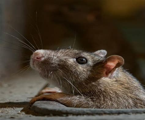 宿舍如何防止老鼠爬床 - 早旭经验网