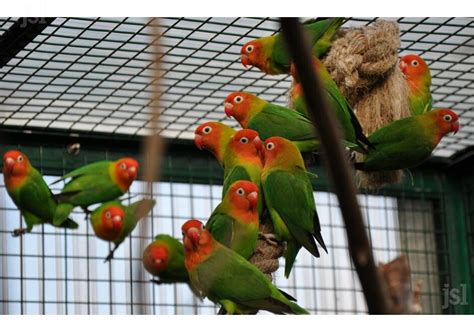 Image result for Elevage Inseparable Conseils