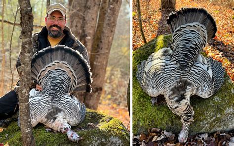 Vermont Hunter Ends 4-Year Chase for Rare Smoke-Phase Turkey | Outdoor Life