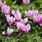 Image result for Cyclamen for Sale