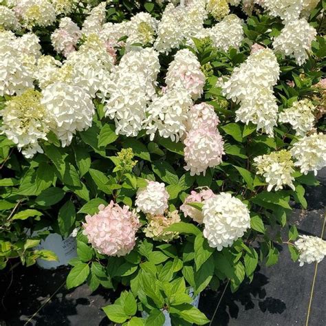 Quick Fire Fab® Hydrangea | Plant Addicts