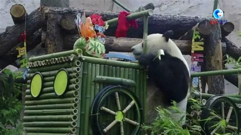 大熊猫“如意”和“丁丁”在莫斯科庆祝生日_腾讯新闻