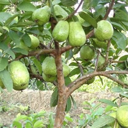 M-Technologies Guava Plant Price in India - Buy M-Technologies Guava ...