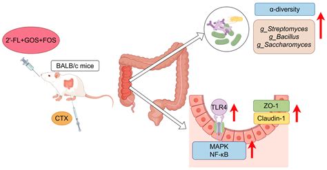 Immunomodulatory Effects of a Prebiotic Formula with 2′-Fucosyllactose ...