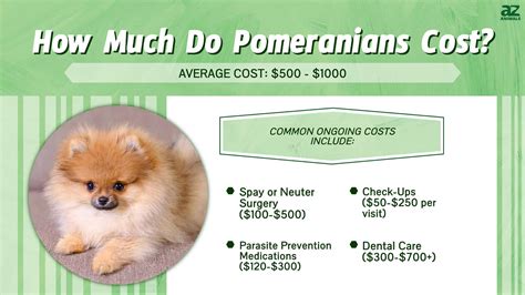 Pomeranian Prices in 2024: Purchase Cost, Vet Bills, and More! - A-Z ...