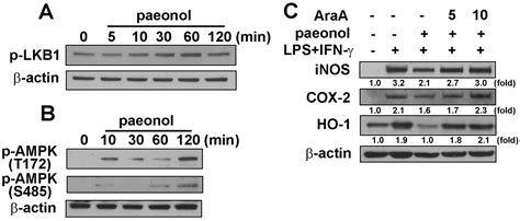 Effects of Paeonol on Anti-Neuroinflammatory Responses in Microglial Cells