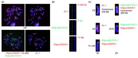 Identification and Specific KASP Marker Development for Durum Wheat ...