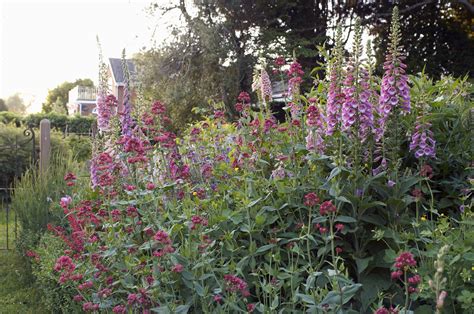 How to Grow and Care for Common Foxglove