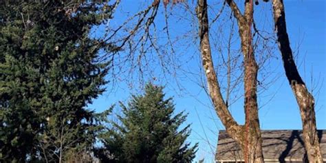 Common Tree Fungus 的图像结果