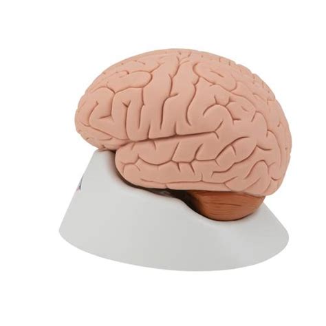 Anatomical Teaching Models - Plastic Human Brain Models - 4-Part Brain ...