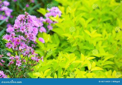 Aster Perennial and Green Plants Editorial Stock Image - Image of green ...