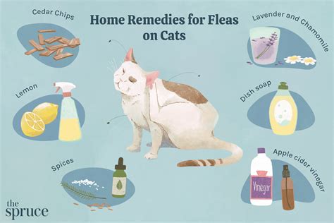 6 Home Remes For Fleas On Cats