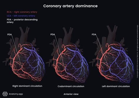 Diagram Of Cardiac Arteries