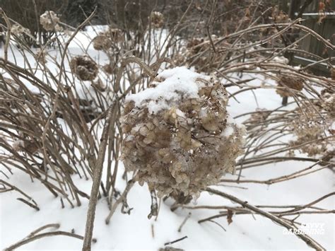 Hydrangea Tree Fall Care 的图像结果