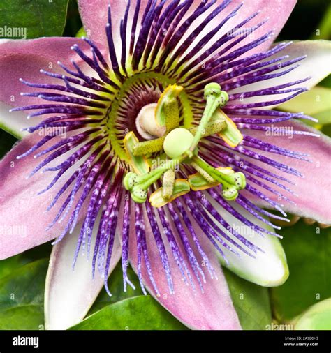 Passionflower passionflowers passiflora flower hi-res stock photography ...